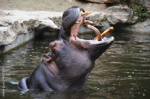 hippopotame  dans l'eau photo