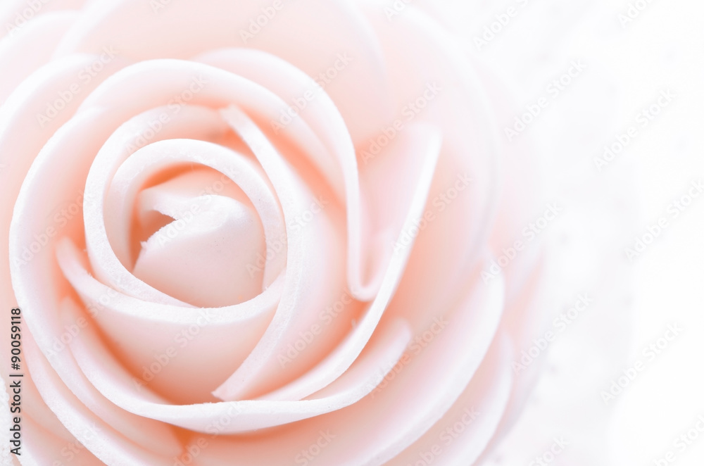 center pink rose macro.