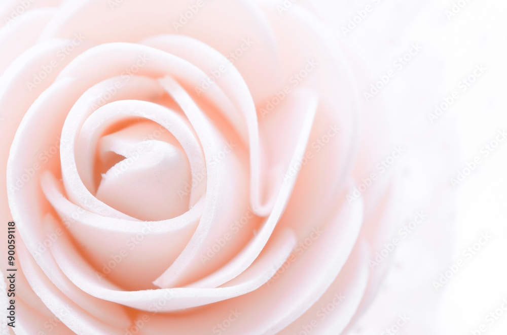 center pink rose macro. center pink rose macro.