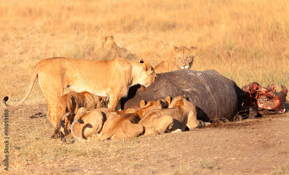 Pride of lions eating a pray in Masai Mara Pride of lions eating a pray in Masai Mara