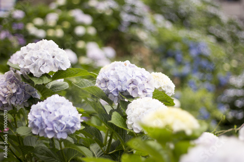 Hydrangea photo