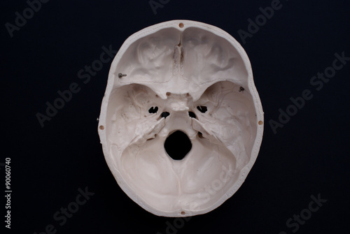 Interior View of Skull 