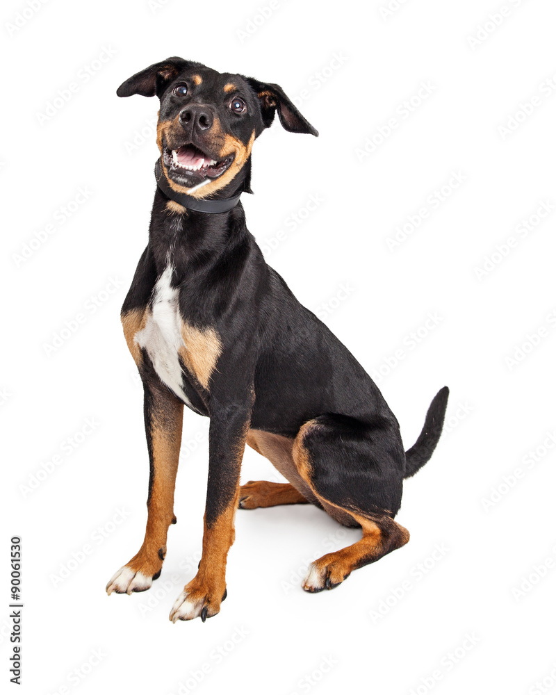 Happy and Friendly Hound Crossbreed Dog