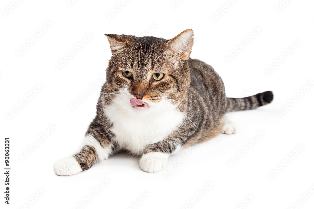 Obraz premium Hungry Cat Laying Licking Lips