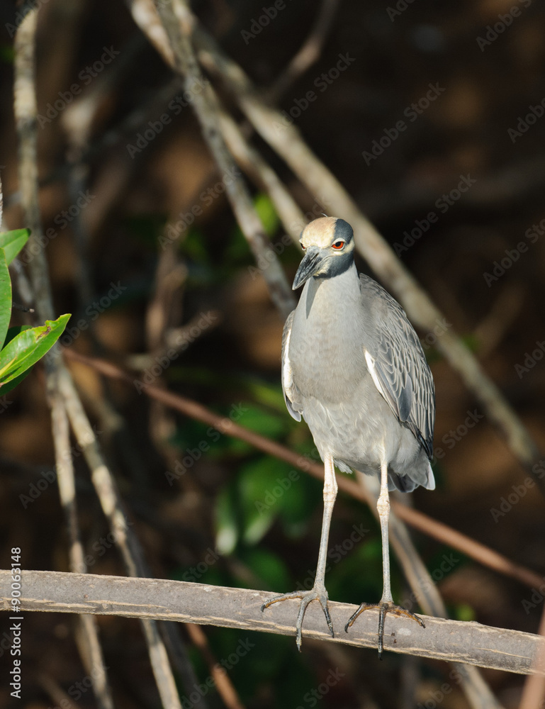 Fototapeta premium Yellow-crowned Night Heron