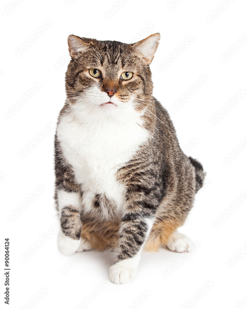 Large Tabby Cat On White Background
