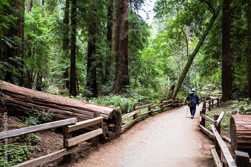 Inbetween lines - a man walking along a path in Muir Woods, California. A large Redwood tree has fallen and the path runs between the lines.