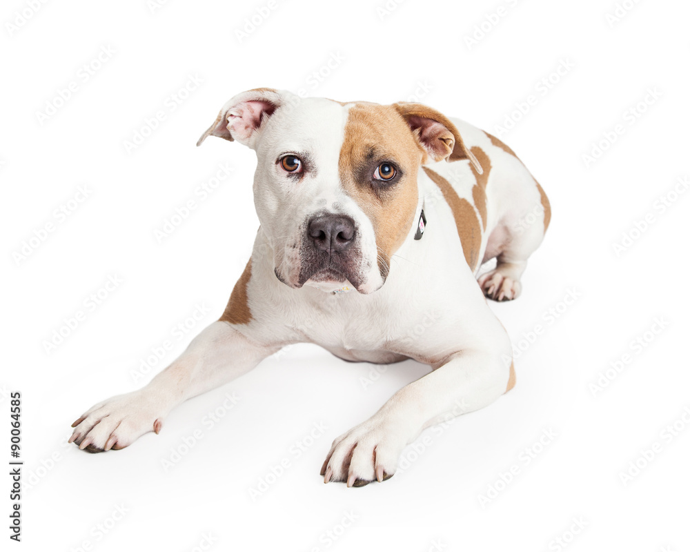 Pit Bull Dog Laying Looking Into Camera Pit Bull Dog Laying Looking Into Camera