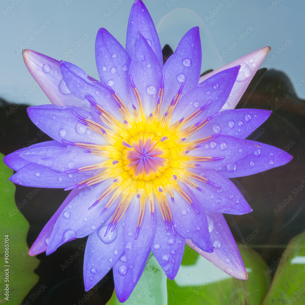 Violet lotus from the top view