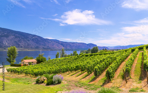 Vineyards in summer colors. 