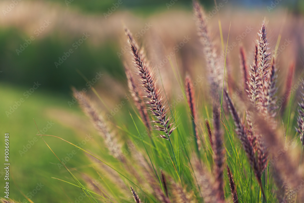 Grass spikelet on the field at sunset, close-up Grass spikelet on the field at sunset, close-up