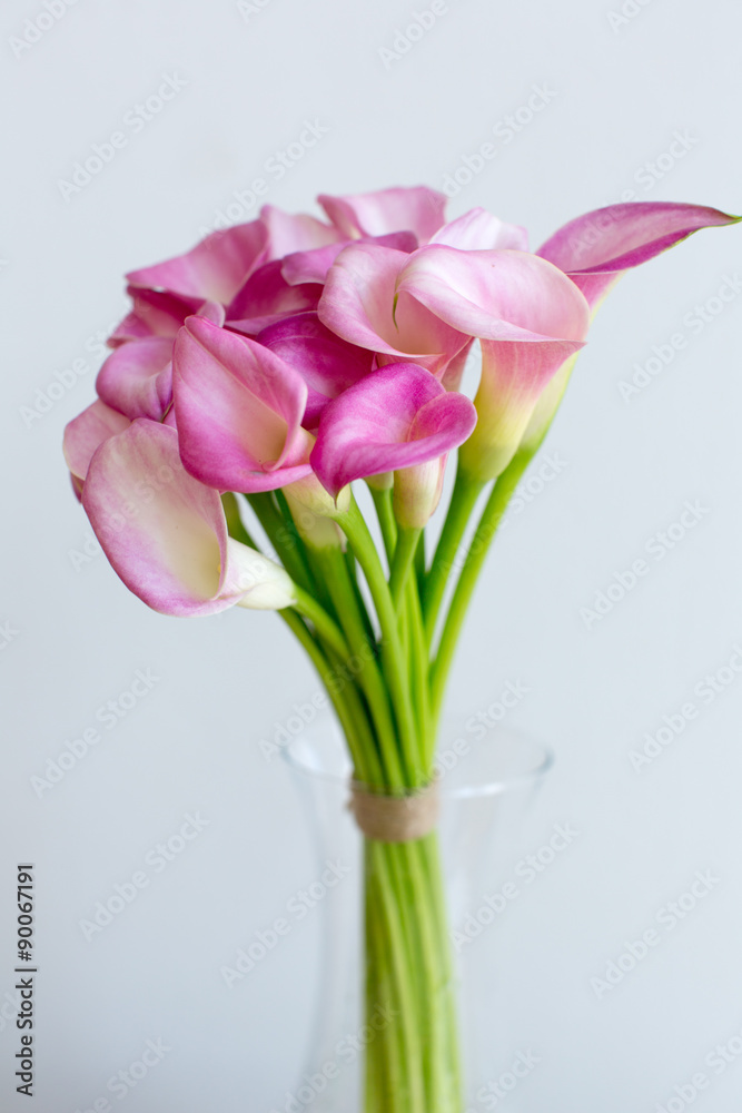 Fototapeta premium Bunch of pink callas in the vase on black background