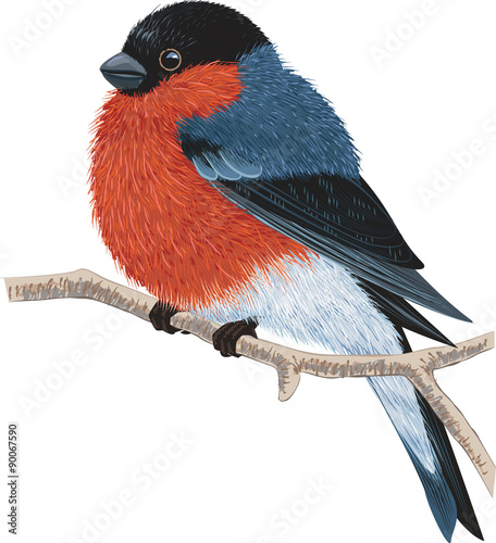 Bullfinch sitting on a tree branch isolated on white background