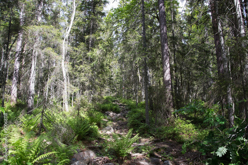 Nationalpark Skuleskogen  H  ga Kusten  Schweden