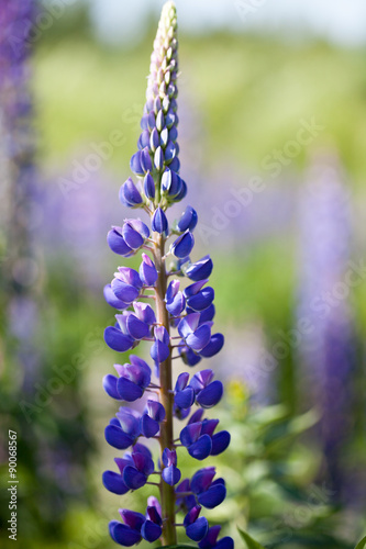 lupine flower