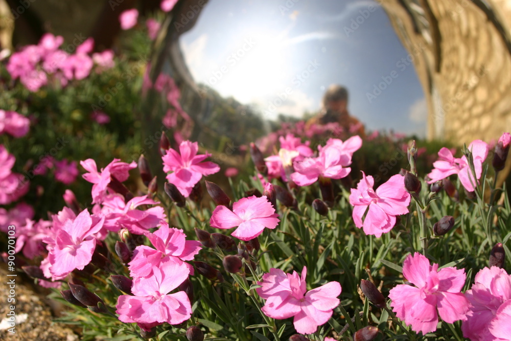 Pink flowers and person reflected in sunglasses