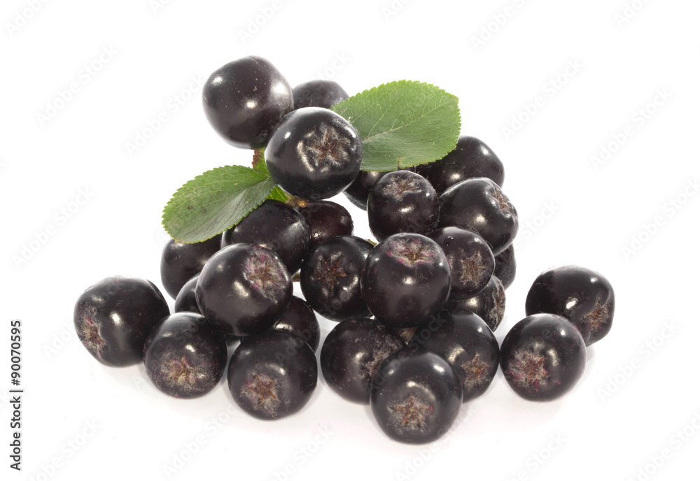 black ashberry isolated black ashberry isolated