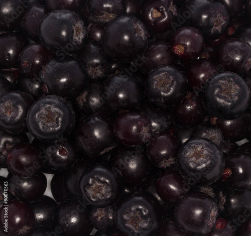 black ashberry isolated