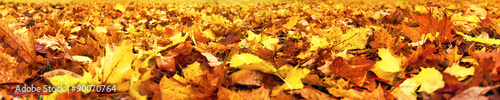 Autumn leaves, super wide banner #90070764