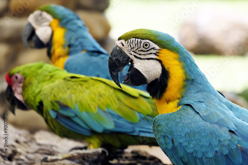 Portrait of blue and gold macaw parrot © crazybboy
