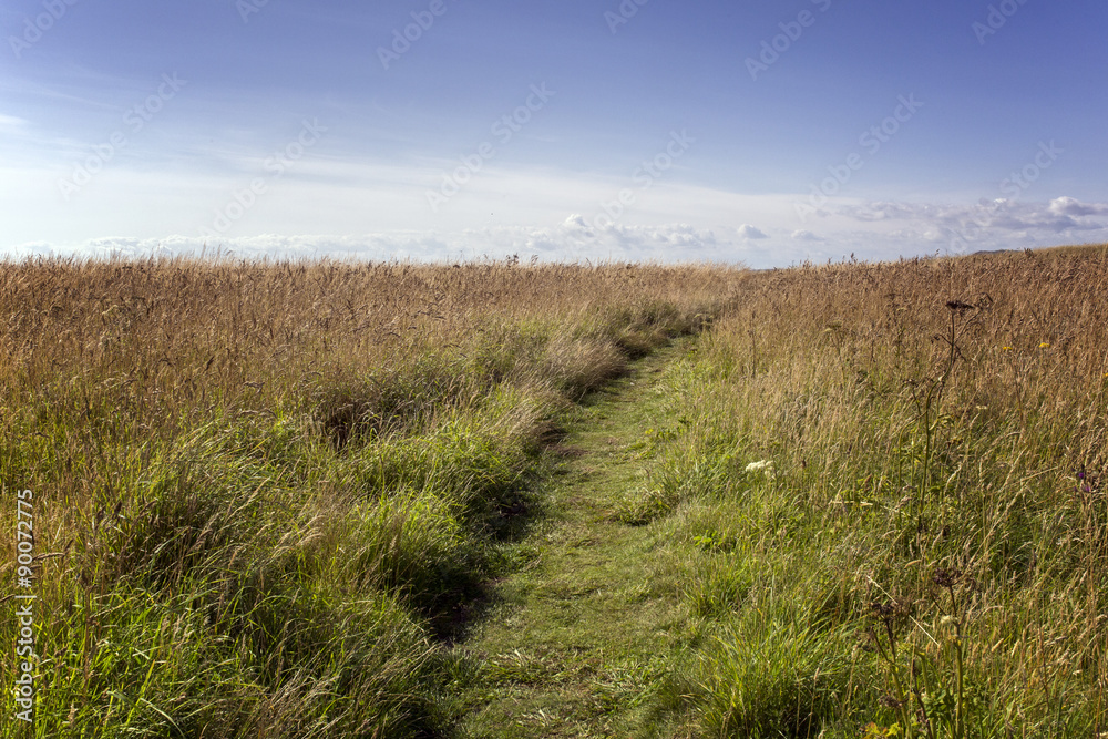 Grassland and blue sky