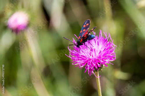 Wallpaper Mural a moth six-spot burnet (Zygaena filipendulae) on a purple flower Torontodigital.ca