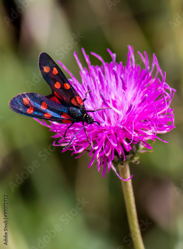 a moth six-spot burnet (Zygaena filipendulae) on a purple flower