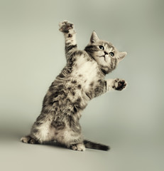 kitten