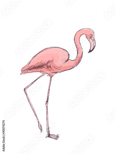 Hand drawn pink flamingo on white background