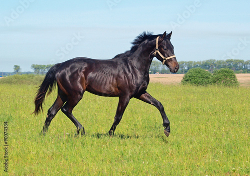 Young bay stallion trots on a green meadow 