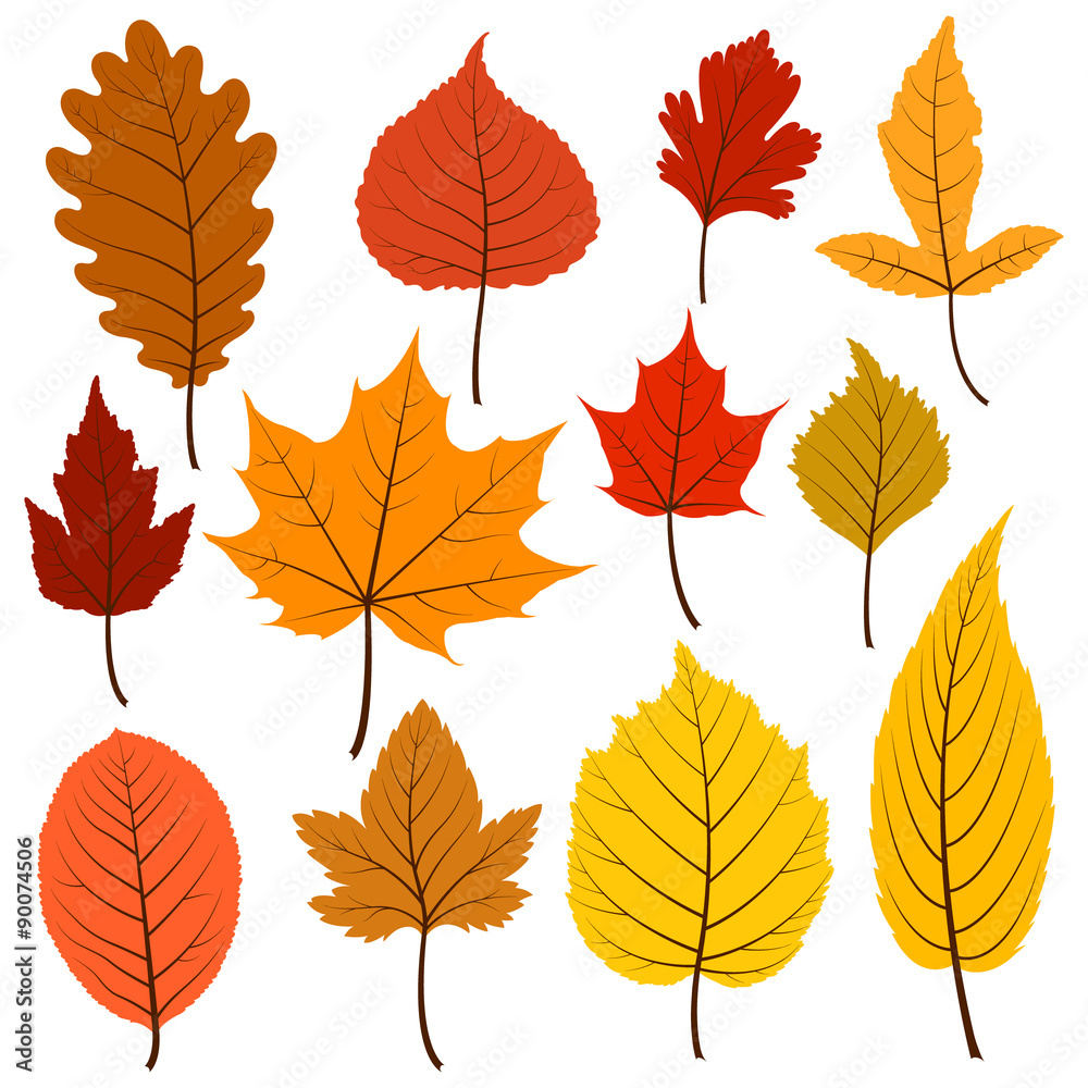 Fototapeta premium Set of twelve colorful autumn leaves in warm colours.