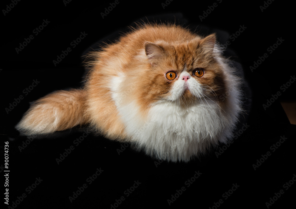 Red big persian cat costs on dark background