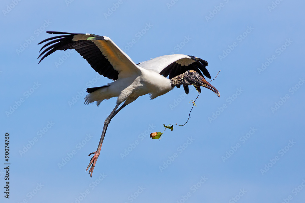 Fototapeta premium Wood Stork Nest-Building
