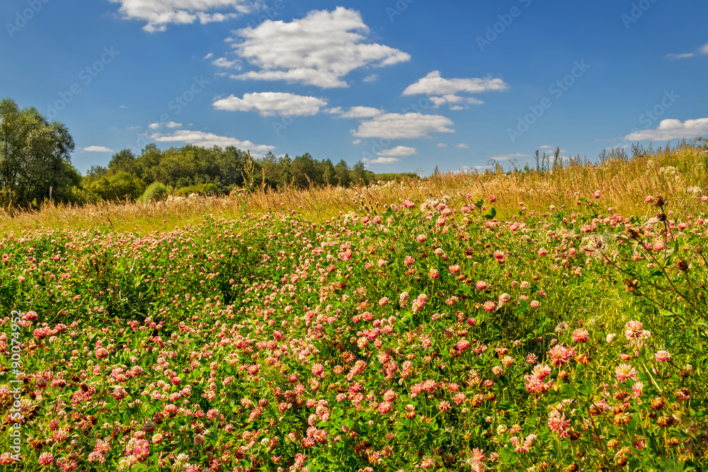 clover field on a background of beautiful sky.