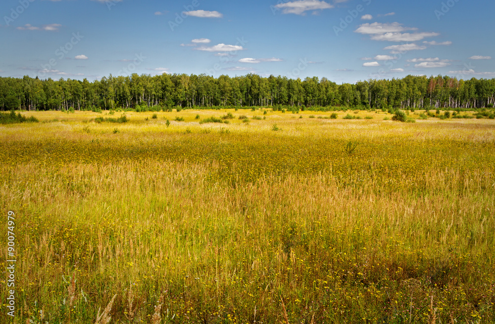 Fototapeta premium green grass, blue sky and white clouds.
