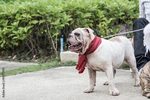 Картината върху платно English Bulldog