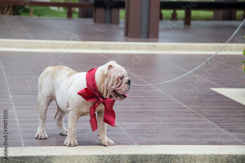 Canvas Print English Bulldog