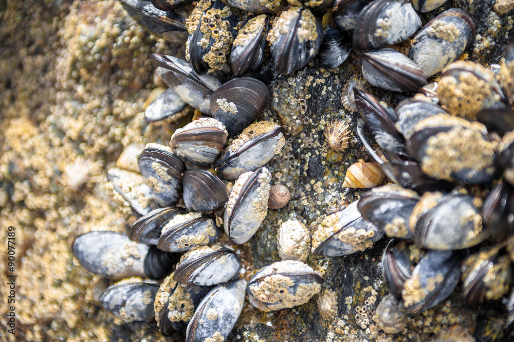 cozze cozze