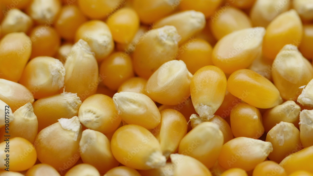 Corn kernel grains rotating. Corn kernel grains rotating.