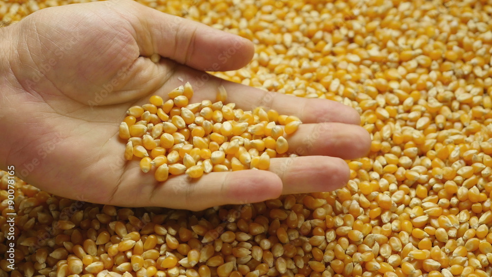 Man hands holding corn grains. Close-up.
Man hands holding corn grains. Close-up.