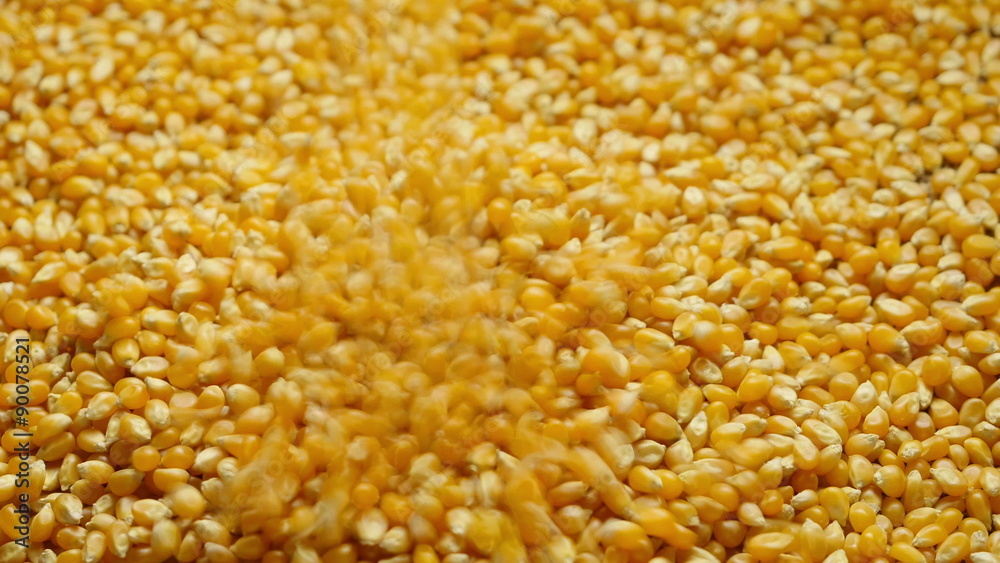 Pouring corn grains into plate. Close-up.
Pouring corn grains into plate. Close-up.