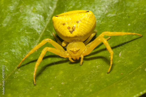 Huge yellow spider on a green leaf
