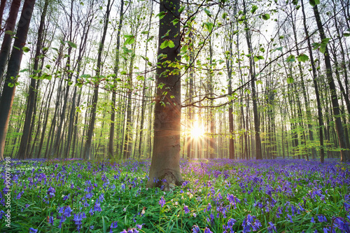 beautiful sunrise in blue bell spring forest