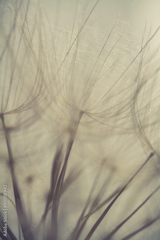 Dandelion seeds with water drops