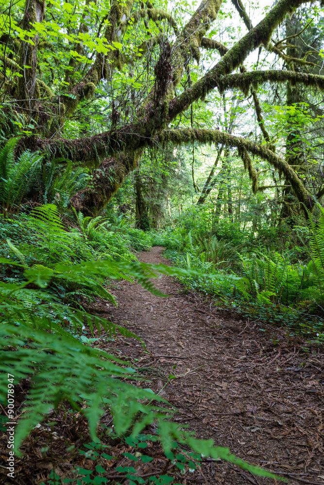 Fototapeta premium nature walk