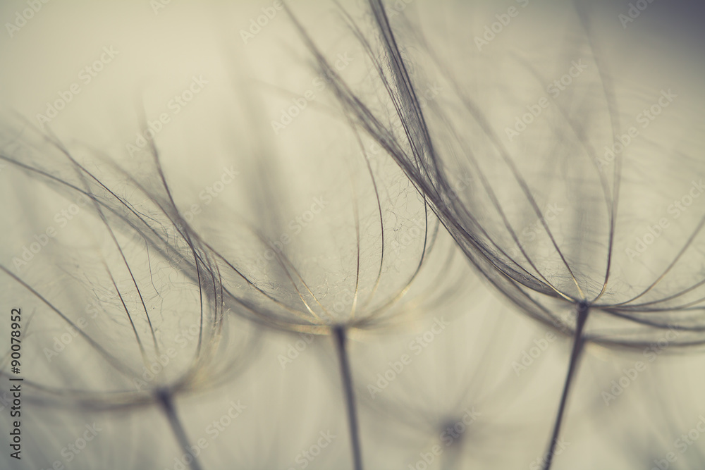 Dandelion seeds with water drops