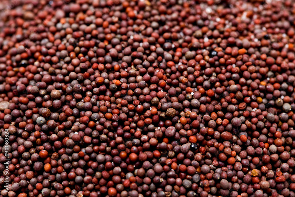 macro shot of canola seeds macro shot of canola seeds