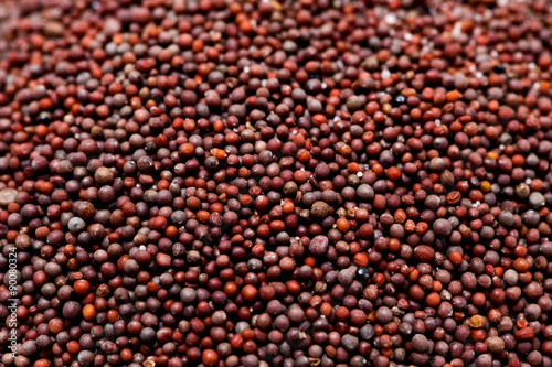 macro shot of canola seeds