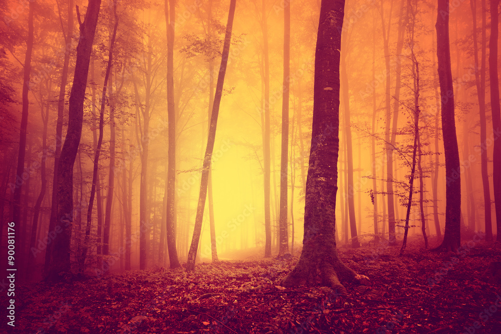 Red colored oversaturated foogy forest tree background. Oversaturated mystical yellow red foggy light in magic woodland. Color filter effect used.
