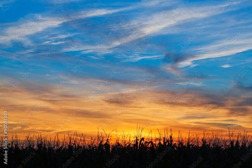 Maize at Sundown